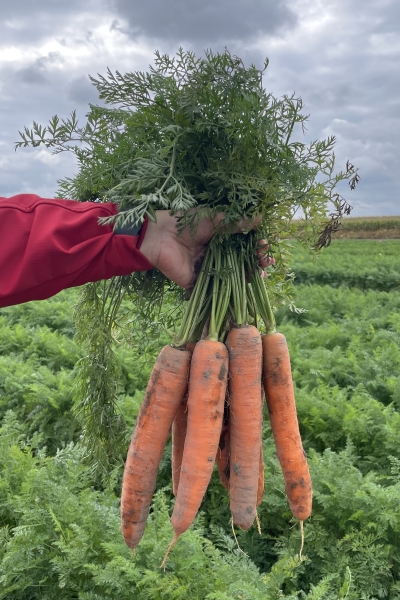 Mrkva Caribou F1 10.000 semien